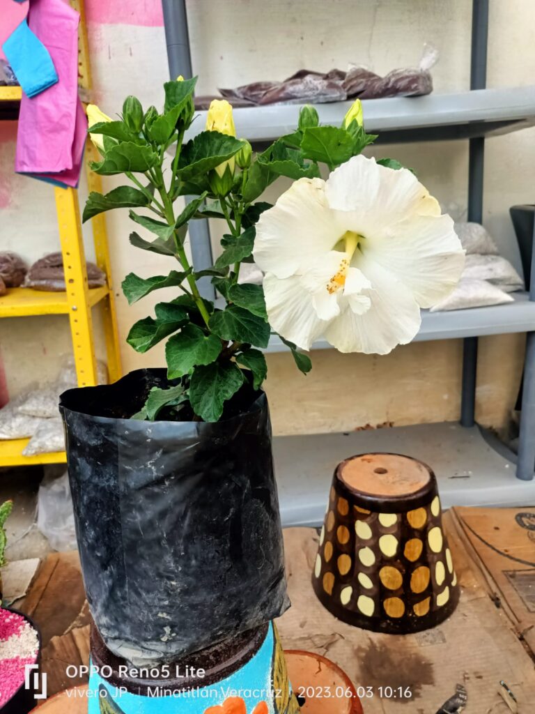 1300 viveroservicios y mantenimiento a jardines jp 768x1024