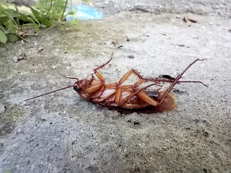 1326 servicios profesionales de manejo de plagas 768x576