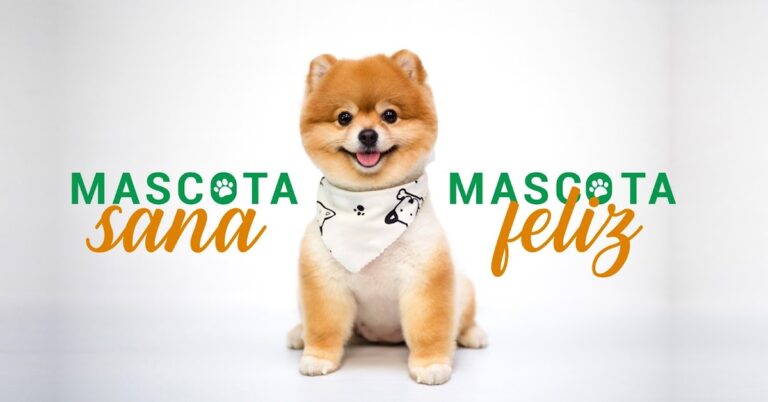 19802 veterinaria bahia 768x402