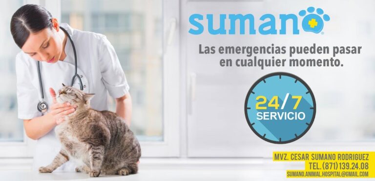 19844 sumano animal hospital 8211 oftalmologo veterinario en torreon 8211 veterinario 24 horas en torrreon 768x372