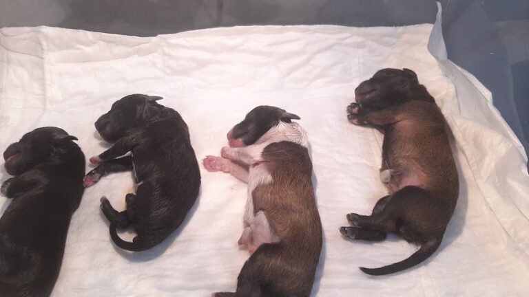 19921 veterinaria doki 768x432