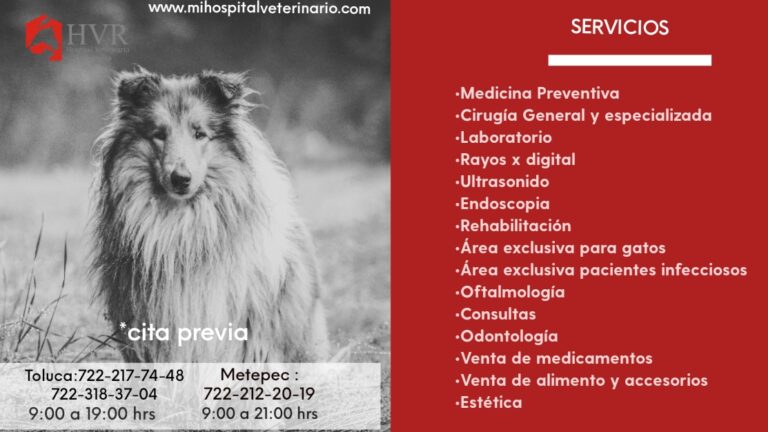 19964 hospital veterinario reynoso 768x432
