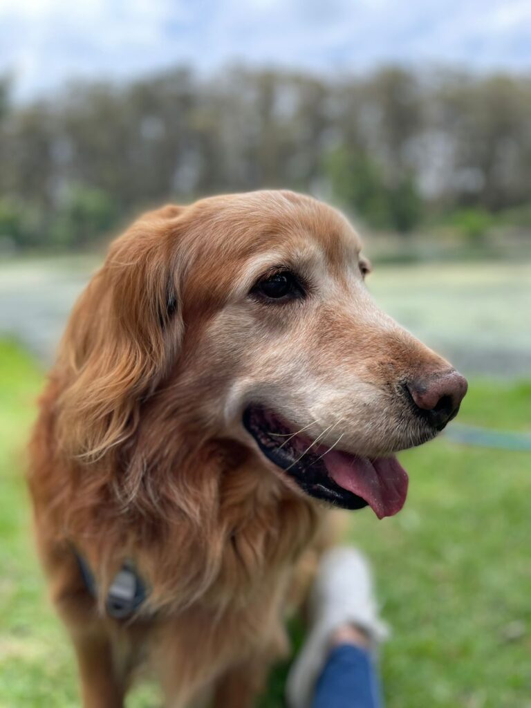 19987 go pets hospital veterinario veterinaria 768x1024