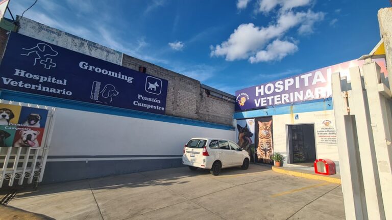 20016 hospital veterinario punto mascota 768x432