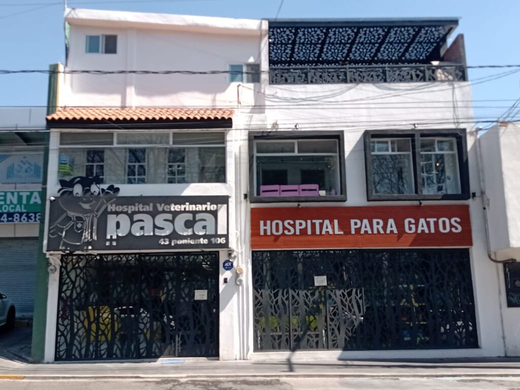 20020 pascal hospital veterinario y estetica canina 1024x768