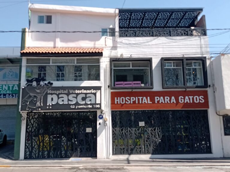 20020 pascal hospital veterinario y estetica canina 768x576