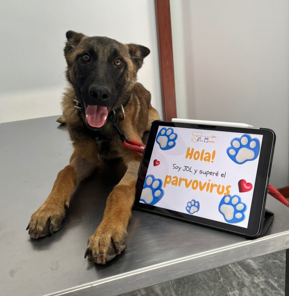 20041 clinica veterinaria paw health 24 horas 1000x1024