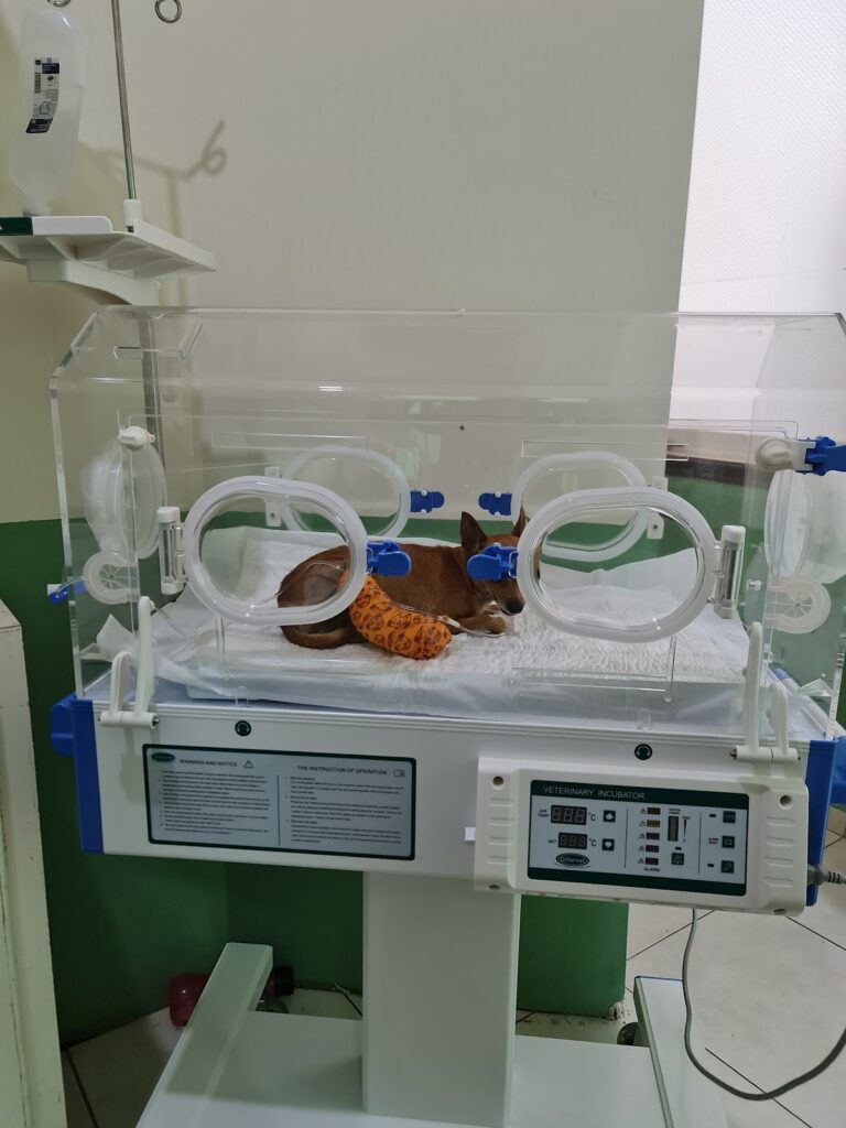 20109 centro veterinario poza rica 768x1024