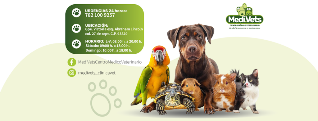 20142 centro medico veterinario medi.vets  1024x390
