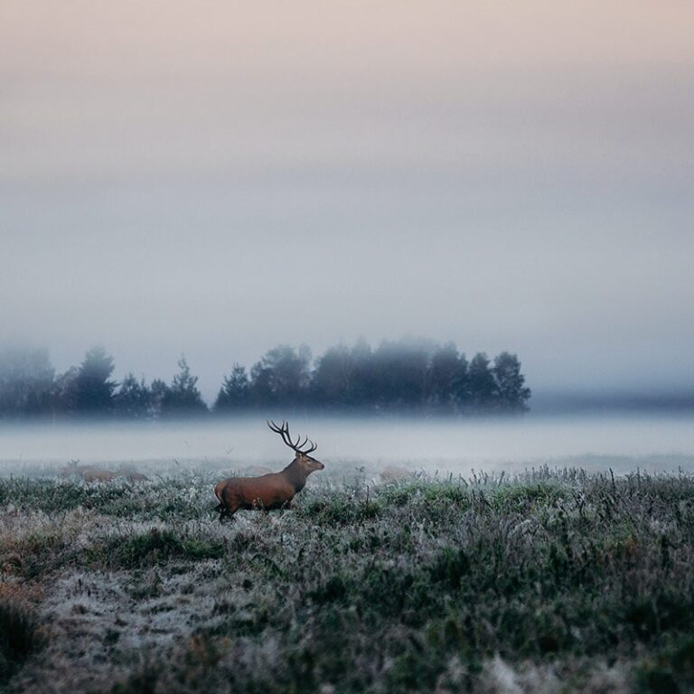 25478 notaria publica 15 768x768