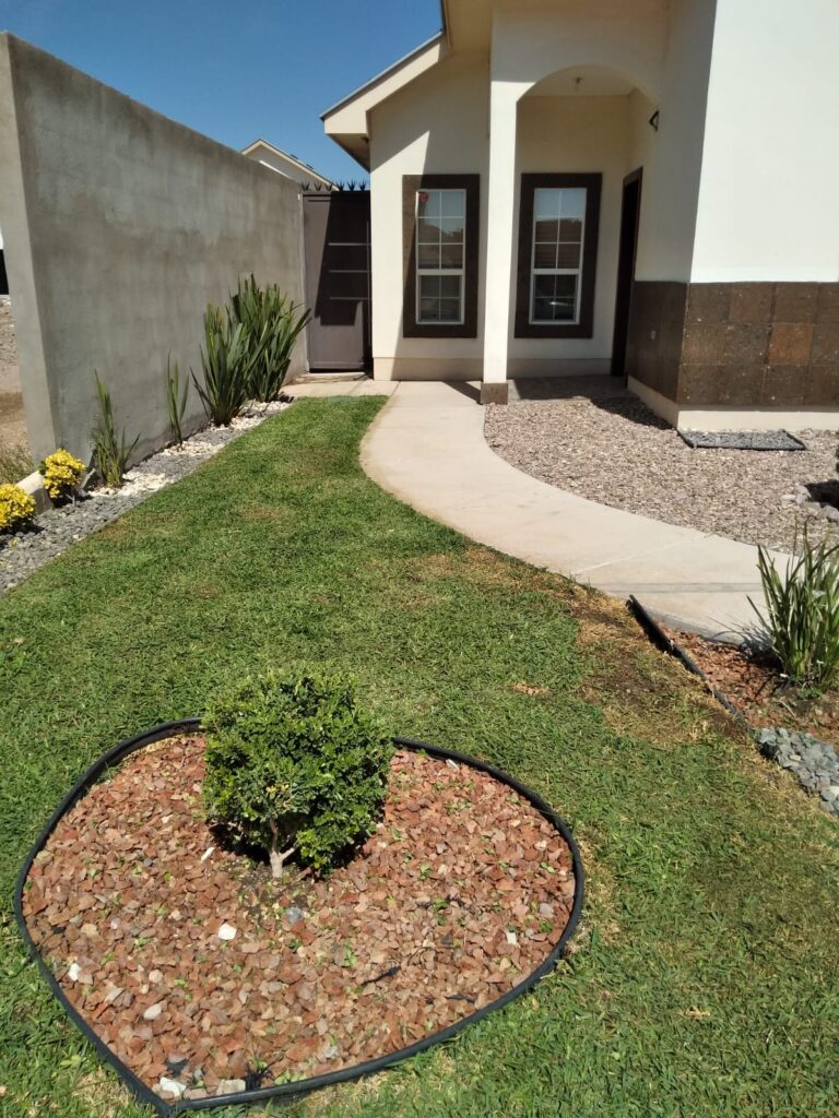 36587 flor de pena jardineros y podadores de arboles en chihuahua 768x1024