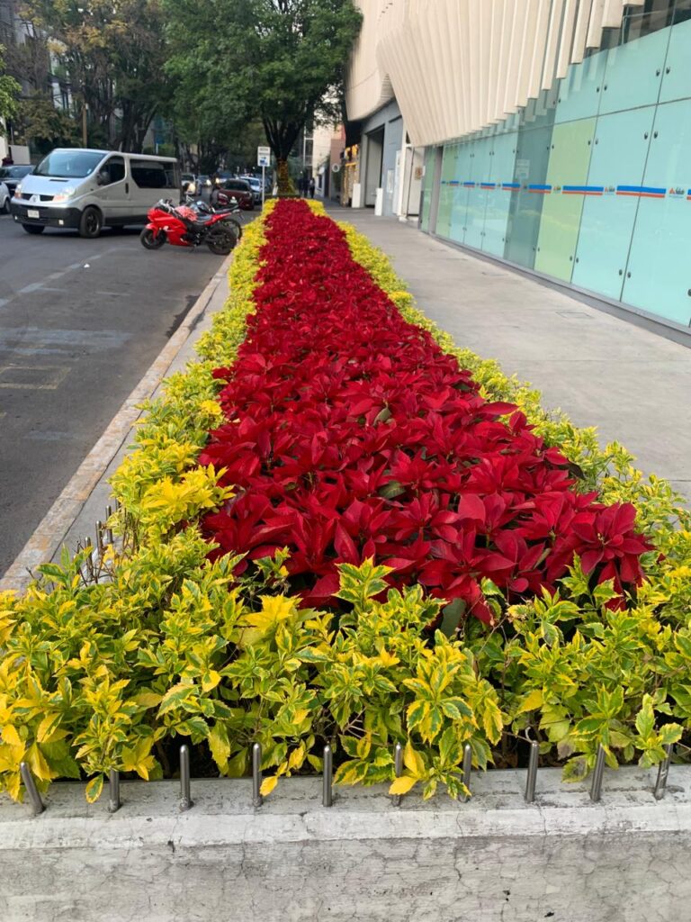 36695 jardify jardineria y paisajismo tecamachalco 768x1024