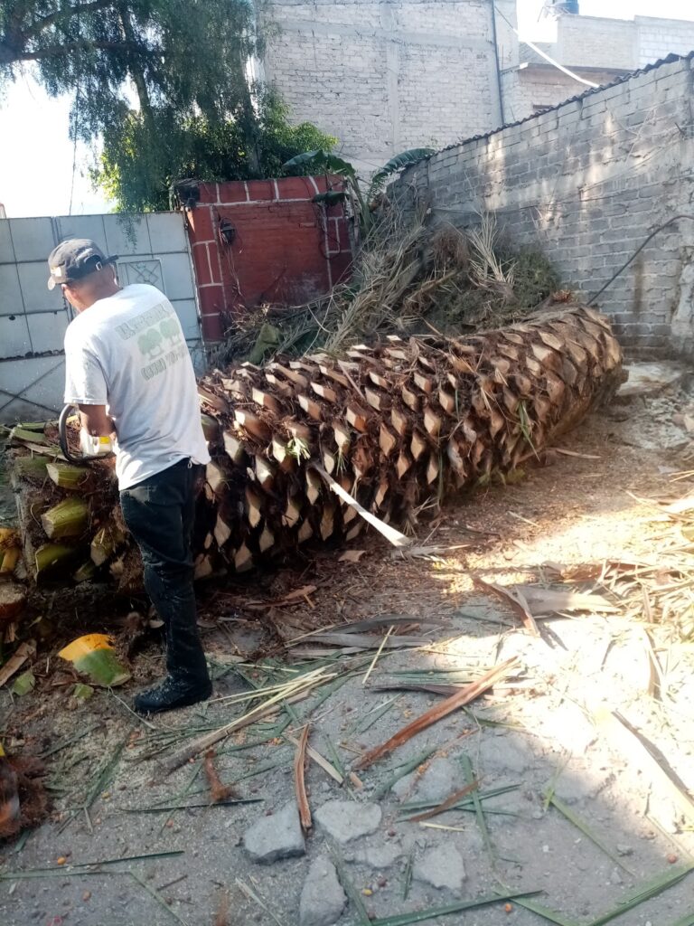 36713 poda y tala de arboles vale 768x1024