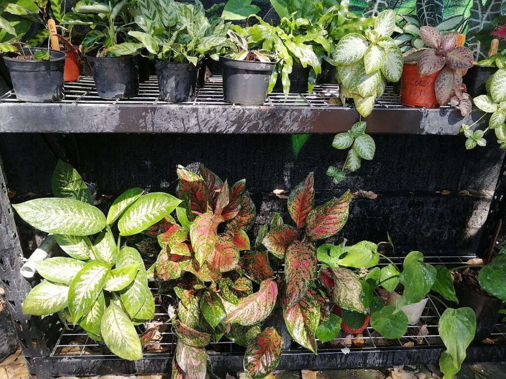 36748 colibri estudio verde 1024x768