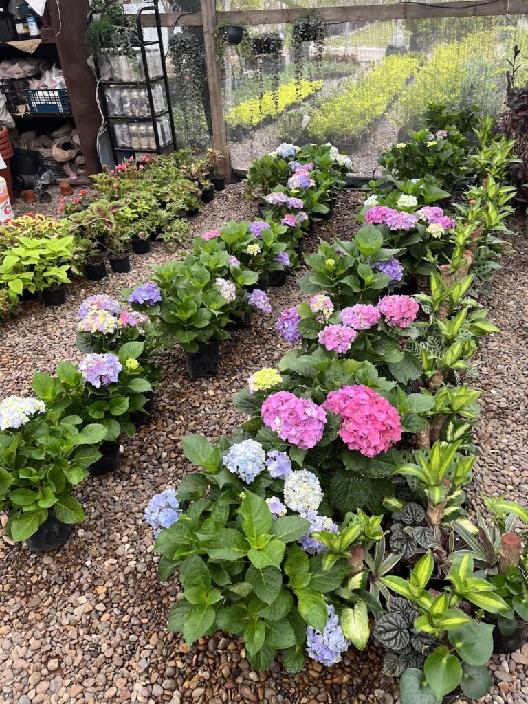 36866 vivero lozano ☀️ 768x1024