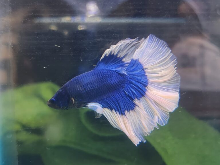 37463 tienda de mascotas el rey del faisan 768x576