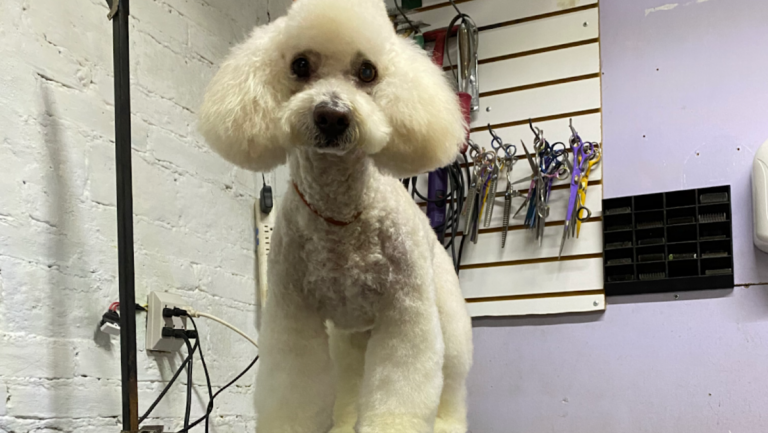 37486 estetica canina koko wash chilpancingo 768x433