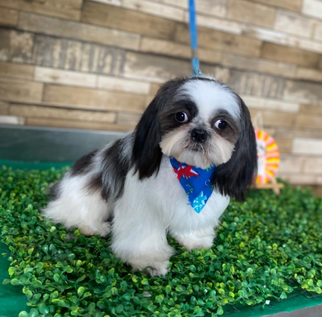 37680 pets mall spa reynosa 1024x1008