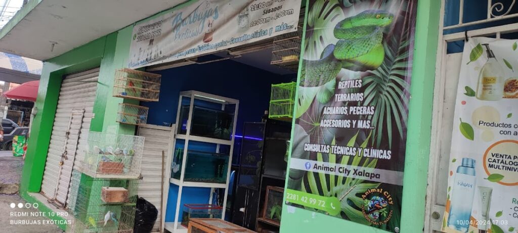 37738 tienda de mascotas animal city xalapa 1024x461
