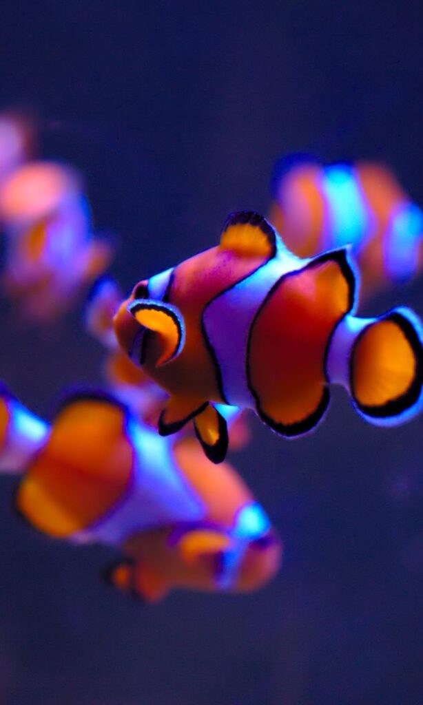 37937 centro de fotocopiado las beres 614x1024