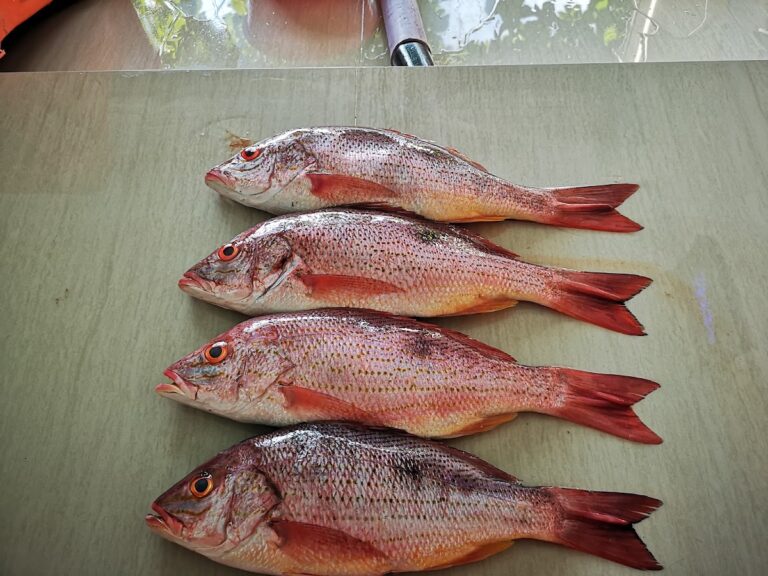 5306 pescaderia ixchel 768x576