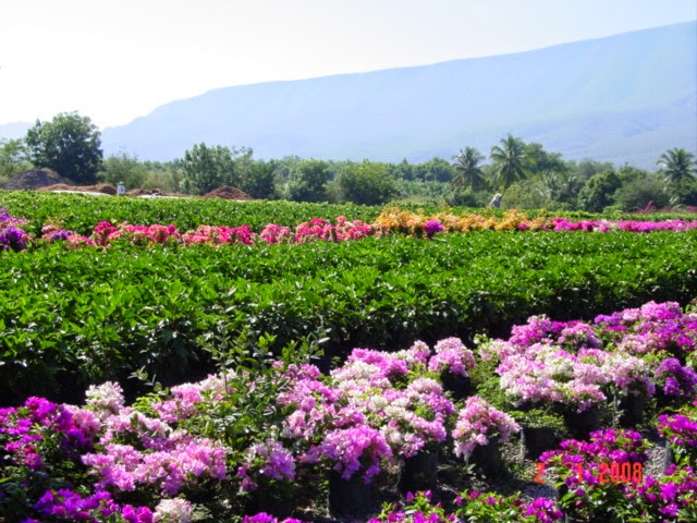 leetx-google-photo-85958-2 leetx-google-photo-85958-2