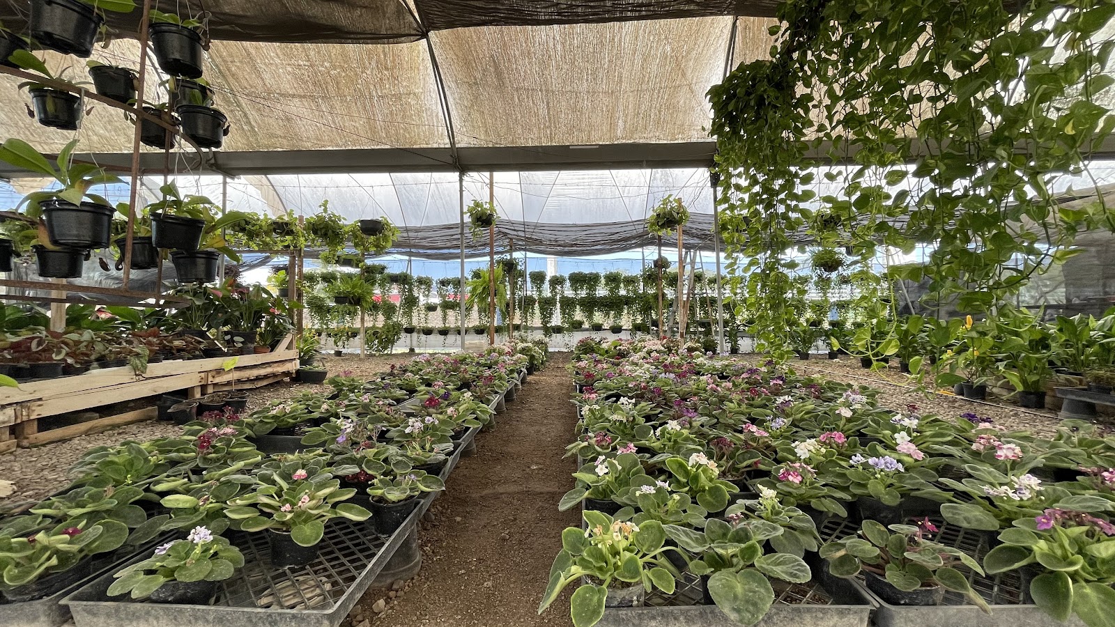 leetx-google-photo-85958-5 leetx-google-photo-85958-5