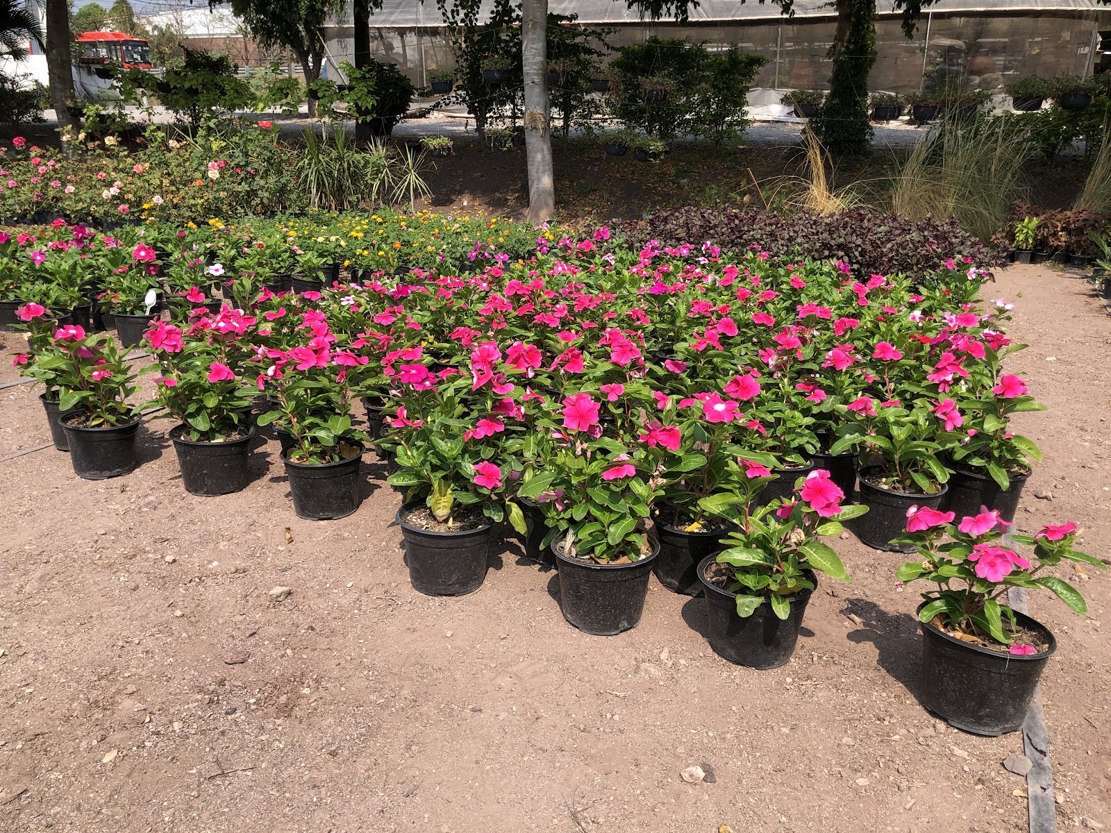 leetx-google-photo-85958-8 leetx-google-photo-85958-8