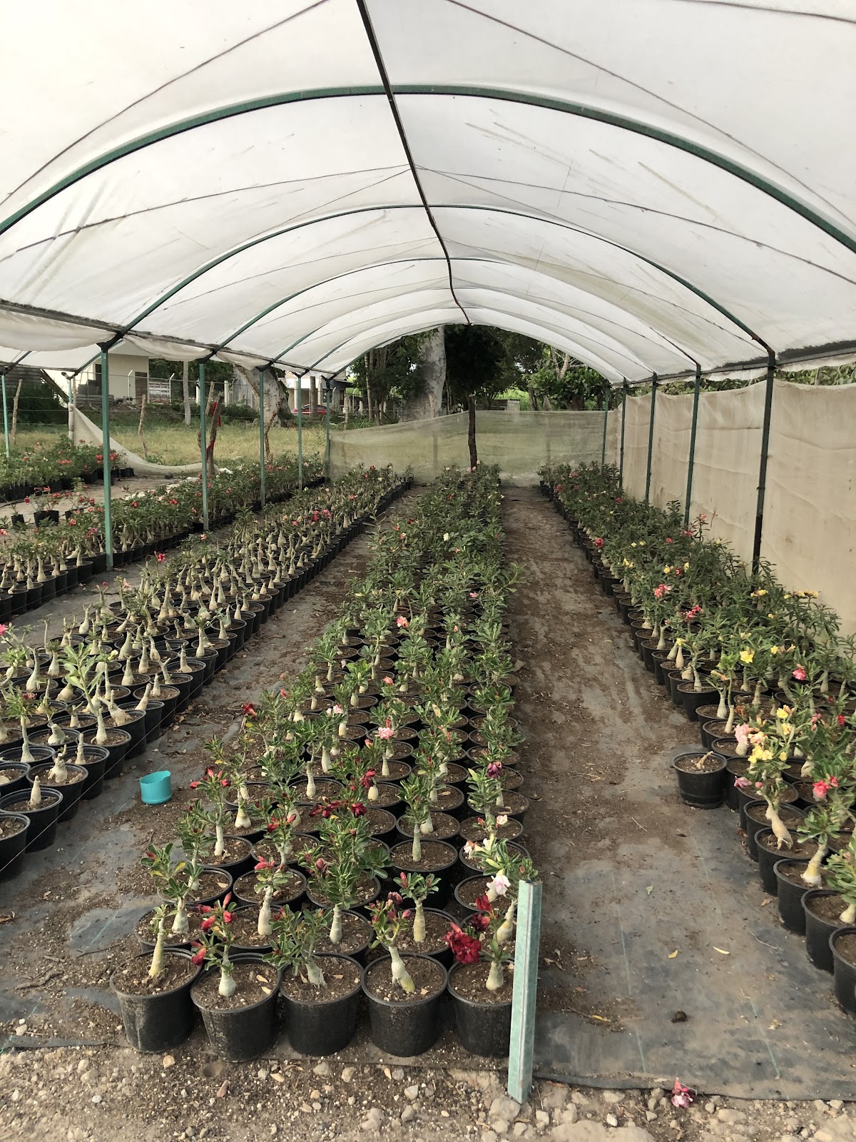 leetx-google-photo-86070-3 leetx-google-photo-86070-3